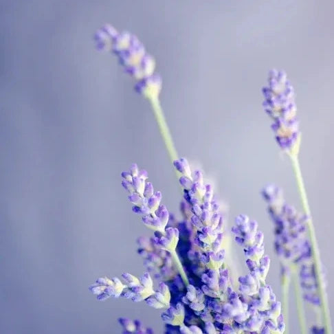 Lavendel Diffuser