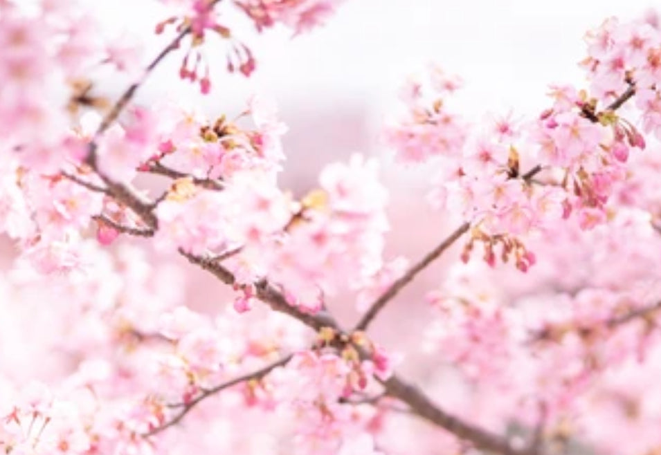 Japansk kirsebærblomst Diffuser