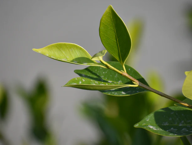 Body oil - Tea Tree